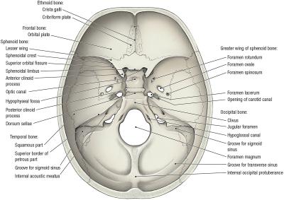thumbs/Cranial Fossa.jpeg.jpg